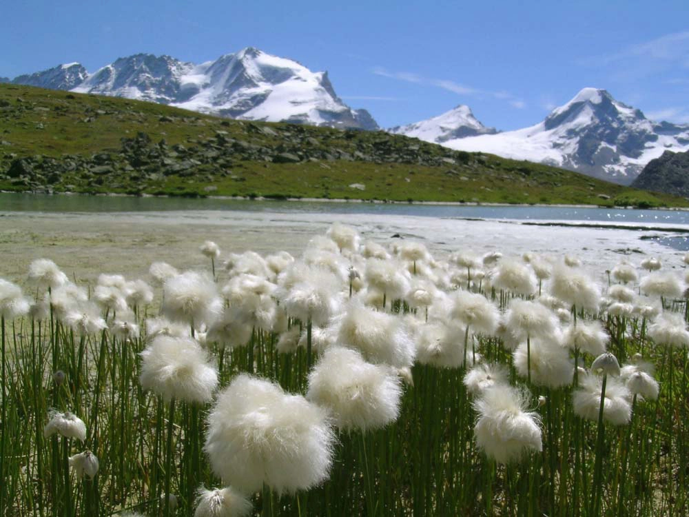 Scheuchzer’s Cotton-grass (Eriophorum scheuchzeri)This is a hygrophilous species that grows along the banks of mountain streams and lakes: during fructification, the roundish inflorescences take on a \"cotton-like\" appearance due to thousands of tiny seeds topped by woolly pappuses.